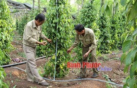 Hệ thống tưới tiết kiệm - cứu cánh nông dân trong mùa hạn