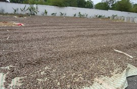 Ngành điều Việt Nam với nhiều tín hiệu lạc quan