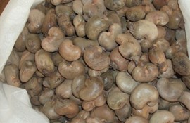 Sản lượng điều năm 2017 của Bờ Biển Ngà được dự báo cao kỷ lục